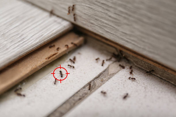 Best Exterminator Services  in Chehalis, WA