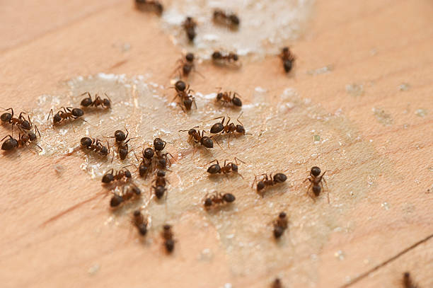 Best Exterminator Services  in Chehalis, WA
