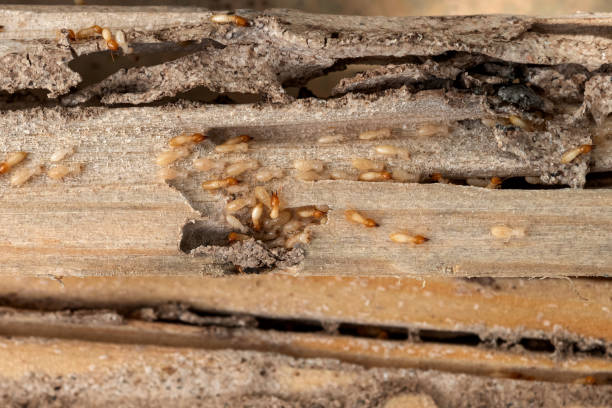 Pest Control for Restaurants in Chehalis, WA